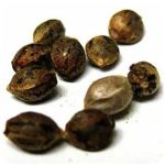 Семена марихуаны АК-47  (Seeds AK-47) в Уве